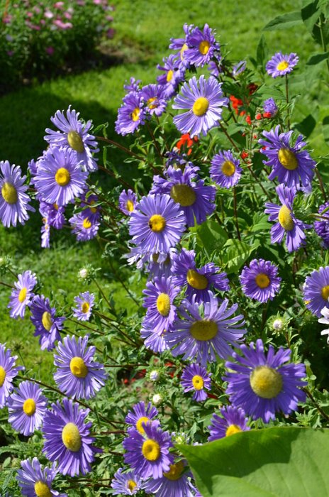 Callistephus chinensis 'Gloire de Geneve'